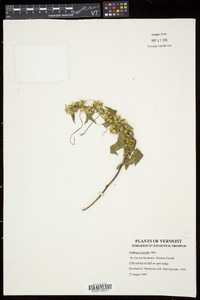 Solidago puberula image