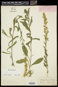 Solidago puberula image