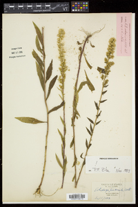 Solidago puberula image