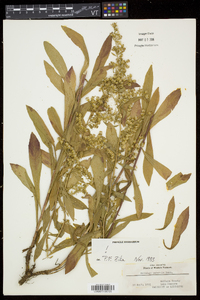 Solidago puberula image