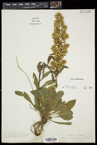 Solidago puberula image