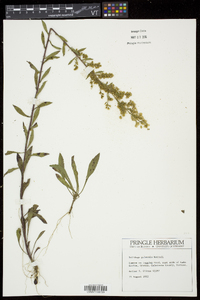 Solidago puberula image