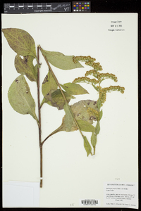 Solidago patula image