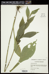 Solidago patula image