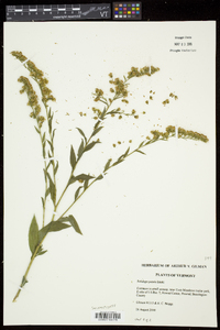 Solidago patula image