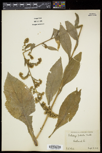 Solidago patula image