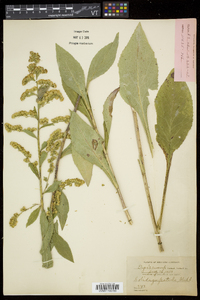 Solidago patula image