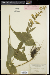 Solidago patula image