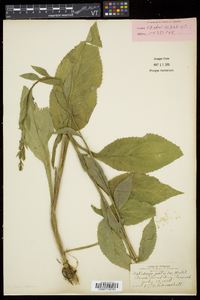 Solidago patula image