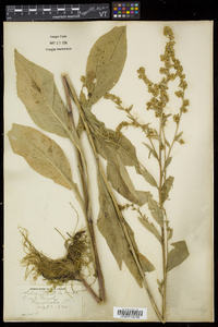 Solidago patula image