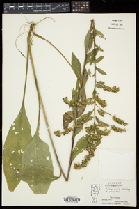 Solidago patula image