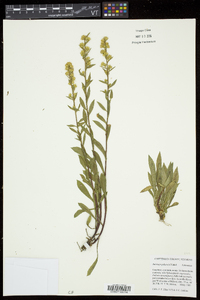 Solidago puberula image