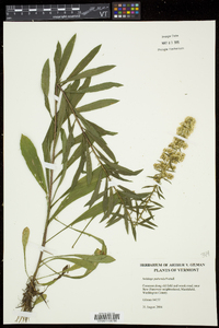 Solidago puberula image