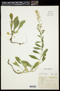 Solidago puberula image