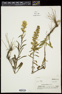 Solidago puberula image