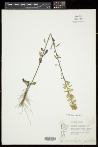 Solidago puberula image