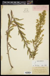 Solidago puberula image