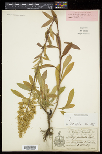 Solidago puberula image