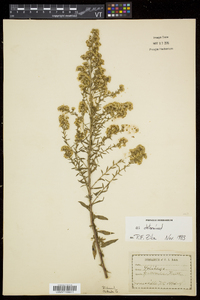 Solidago puberula image