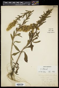 Solidago puberula image