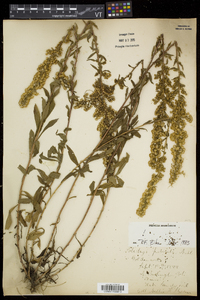 Solidago puberula image