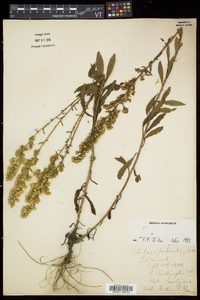 Solidago puberula image