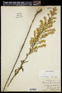 Solidago puberula image