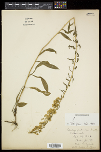 Solidago puberula image