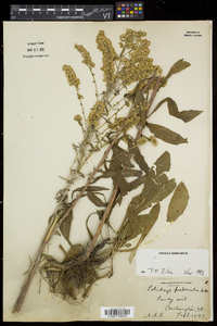 Solidago puberula image