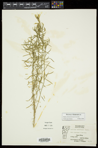 Euthamia caroliniana image