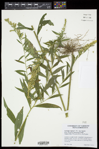 Solidago rugosa subsp. rugosa image