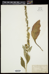 Solidago squarrosa image