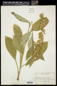 Solidago squarrosa image