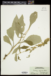 Solidago squarrosa image