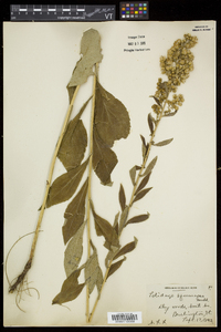 Solidago squarrosa image