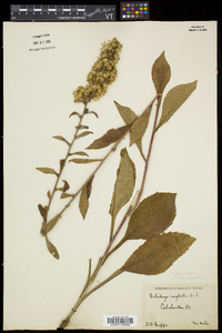 Solidago squarrosa image