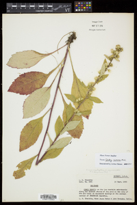 Solidago squarrosa image