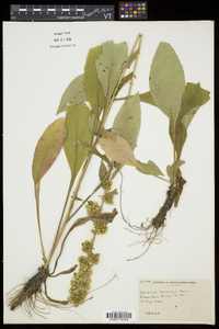 Solidago squarrosa image