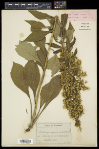 Solidago squarrosa image