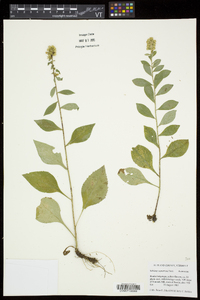 Solidago squarrosa image