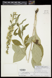 Solidago squarrosa image