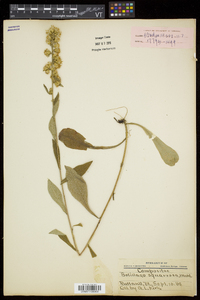 Solidago squarrosa image