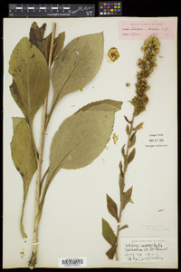 Solidago squarrosa image