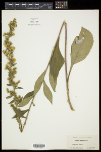 Solidago squarrosa image