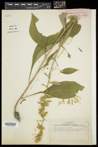 Solidago squarrosa image