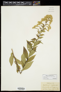 Solidago rugosa subsp. aspera image