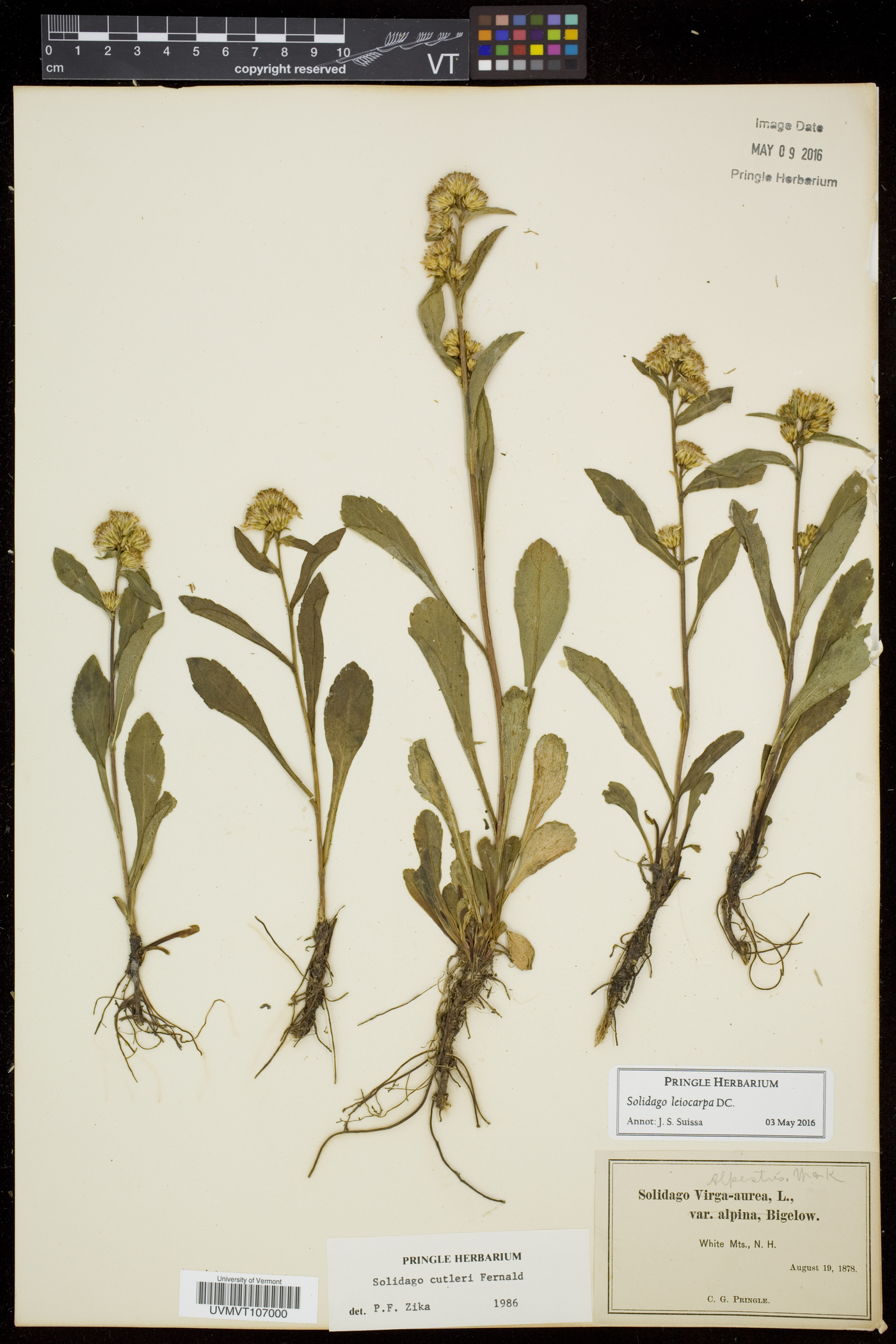 Solidago leiocarpa image