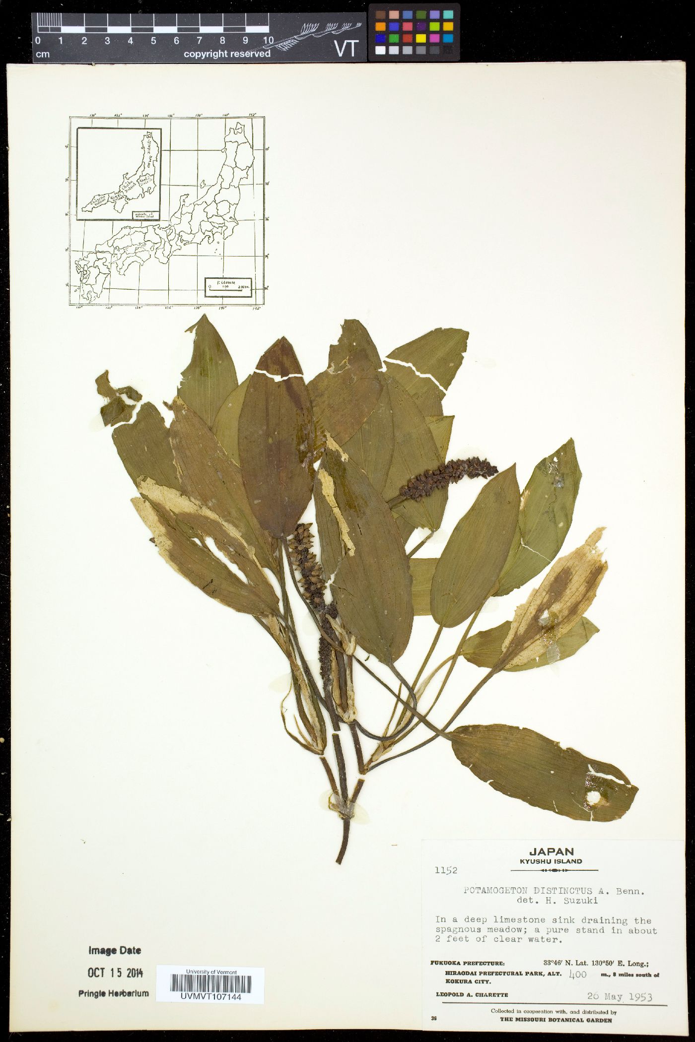 Potamogeton distinctus image