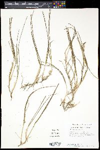 Halodule wrightii image