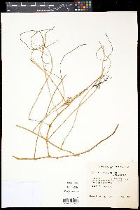 Syringodium filiforme image